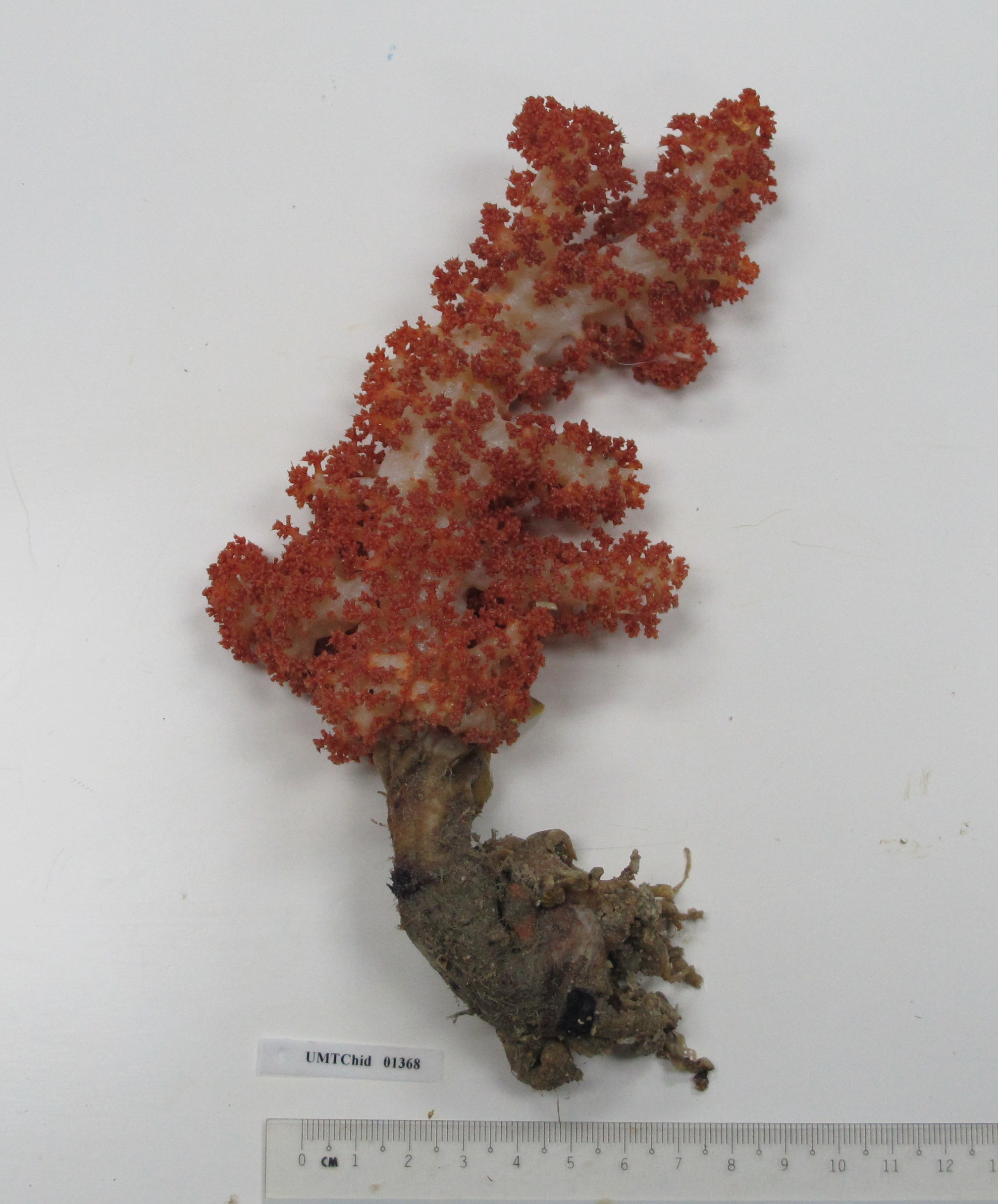 Specimen image